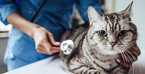 Katzenversicherung Prämie